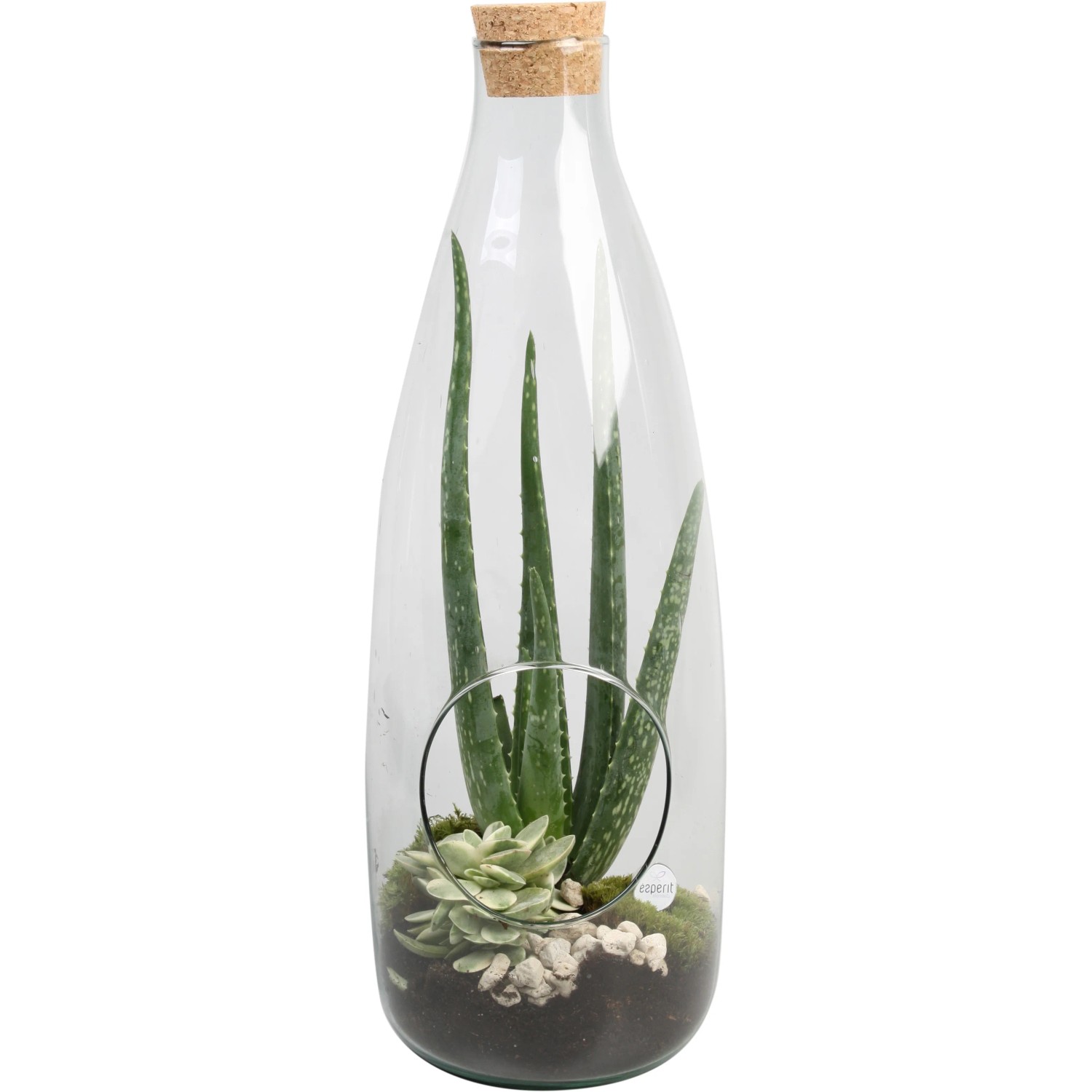 espadín agave Creador ESPADÍN CAPÓN – Big Thirst main image 0