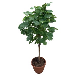 Weinrebe Stamm im Topf, ca. 60-80cm hoch, grüne Blätter und kleine grüne Trauben.