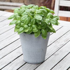 Blu Bio Basilikum Genoveser im Topf (Ø 12cm) auf Tisch. Küchenkräuter für Pesto & Co.