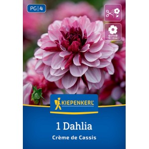 Kiepenkerl Seerosen-Dahlie Crème de Cassis mit rosa-lila Blüte.