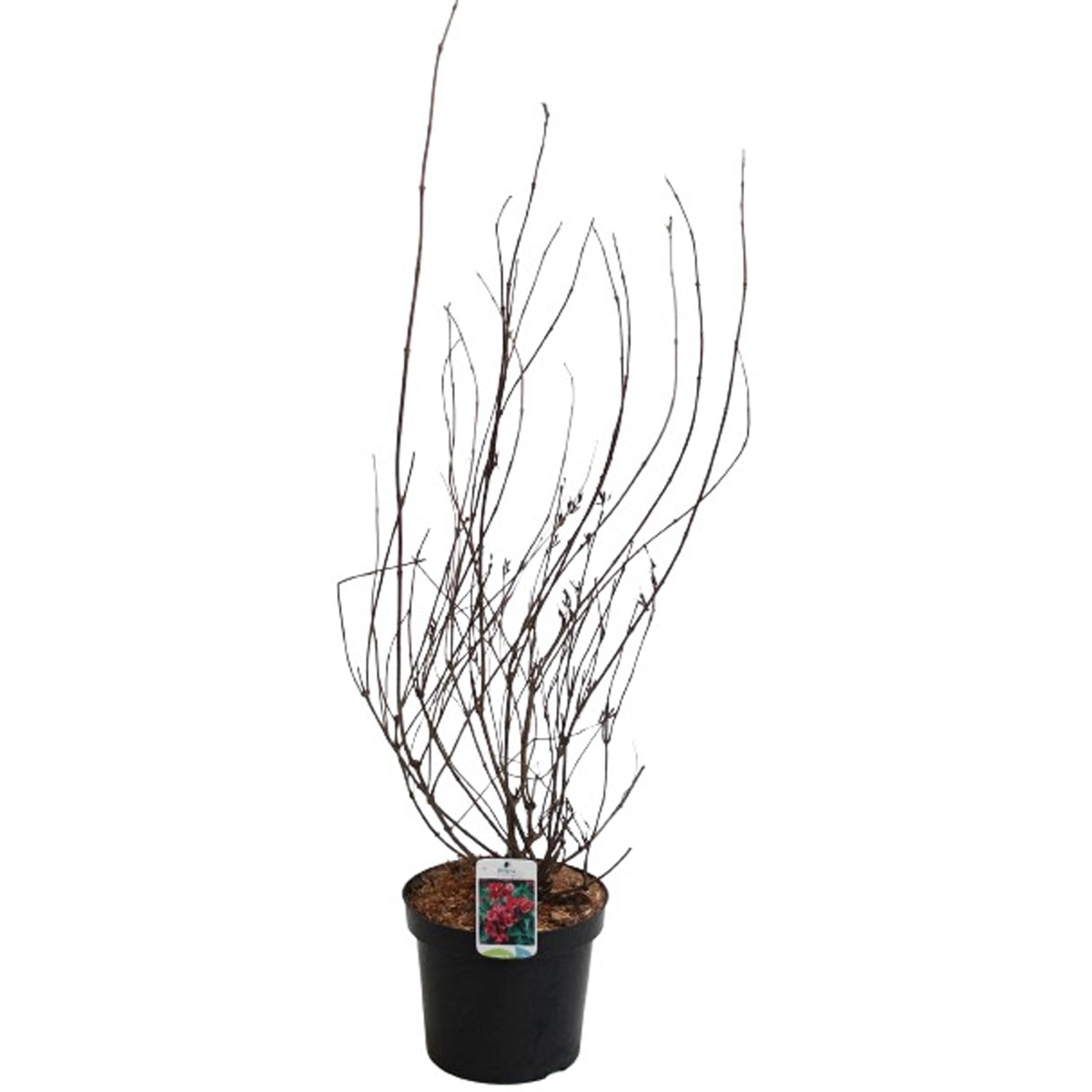 GROW by OBI Weigelie "Bristol Ruby" Rot Höhe ca. 60 80 cm Topf ca. 7