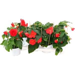 Begonie Illumination im Topf, verschiedene Farben. Stehpflanze für Balkon und Garten.