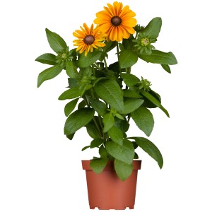 GROW by OBI Rauer Sonnenhut im Topf, gelbe Blüten mit brauner Mitte, Topf-Ø ca. 13 cm.