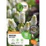 Weiße Traubenhyazinthe 'White Magic' (Muscari) von GROW by OBI, ideal für Beet und Garten.