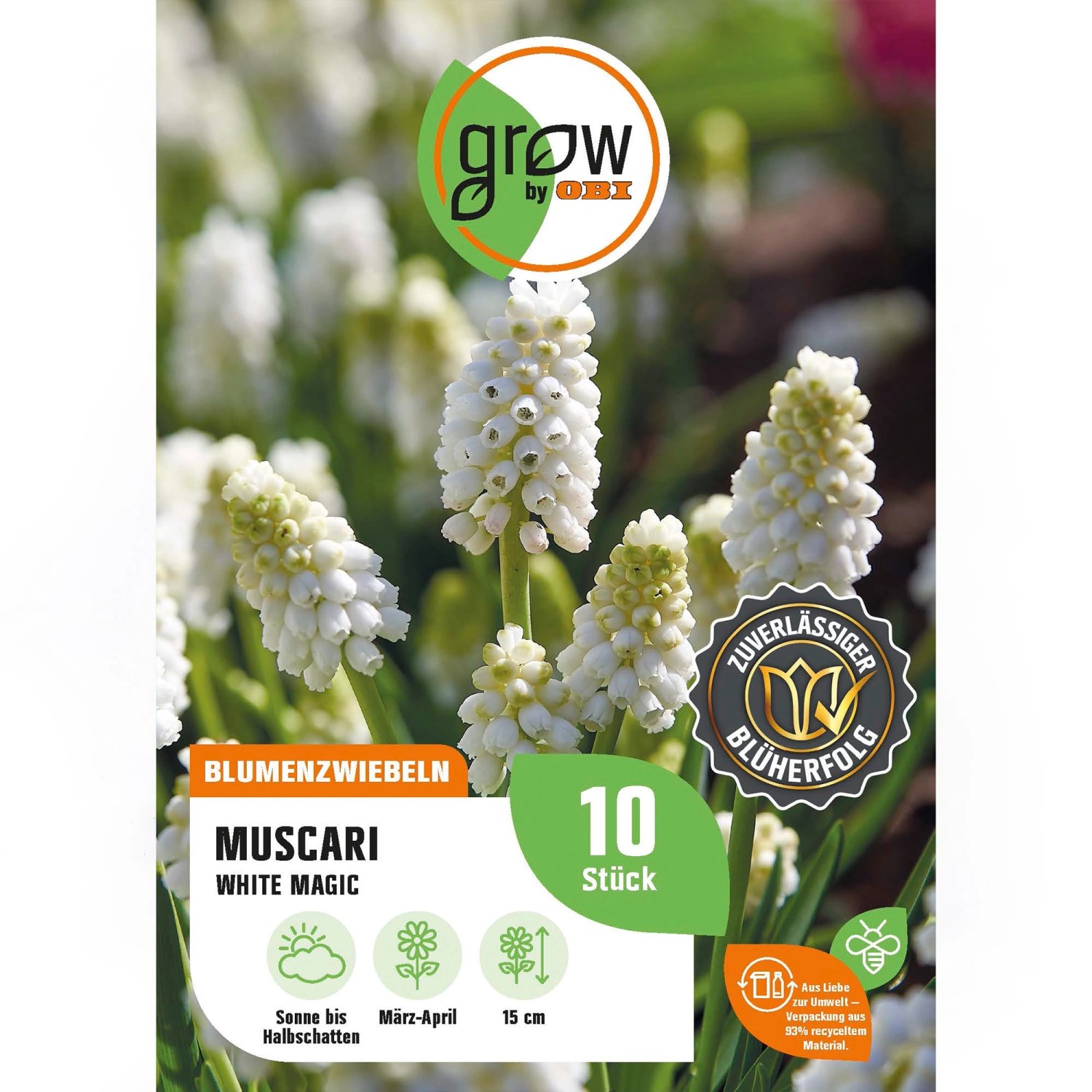 Weiße Traubenhyazinthe 'White Magic' (Muscari) von GROW by OBI, ideal für Beet und Garten.
