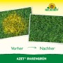 Vorher/Nachher: Rasen mit gelben Flecken wird durch Neudorff Azet Rasengrün wieder sattgrün.
