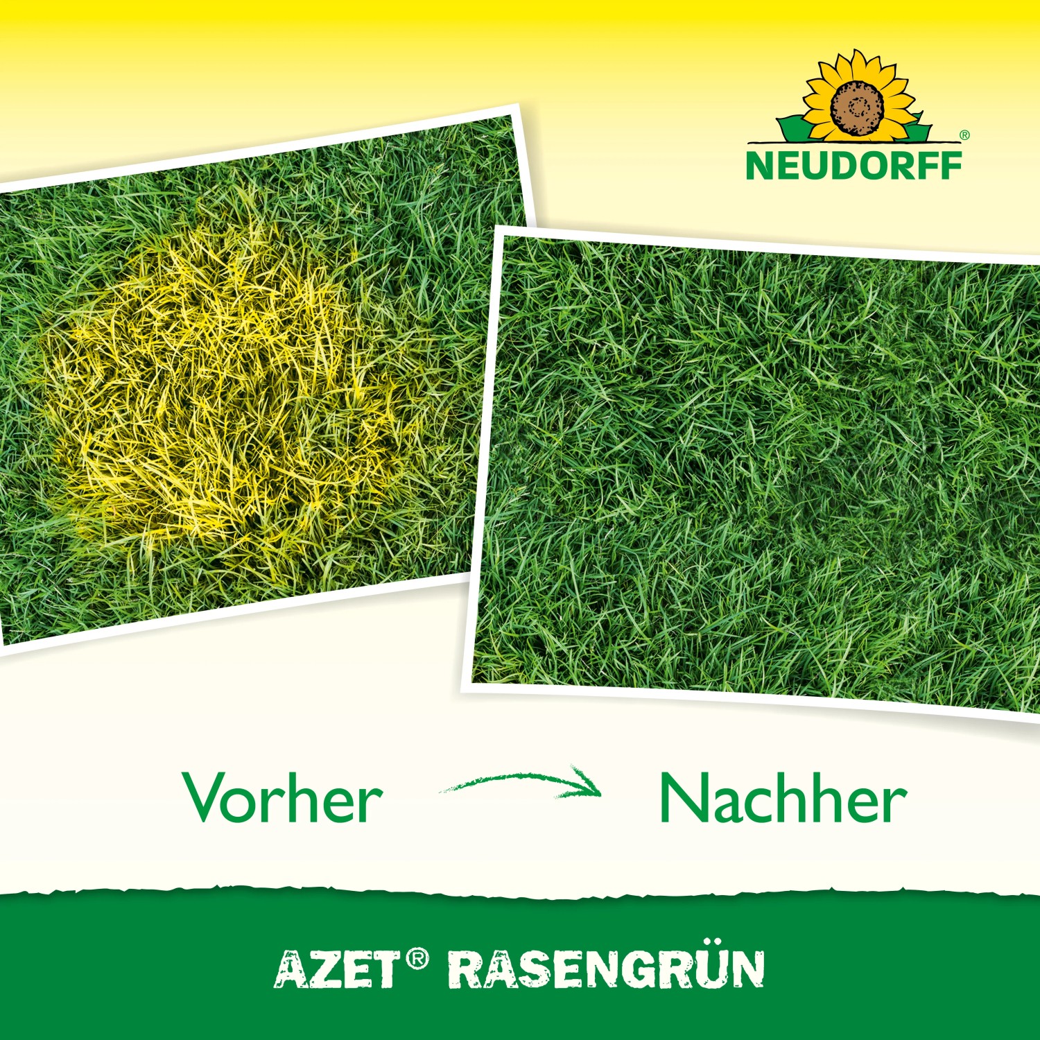 Vorher/Nachher: Rasen mit gelben Flecken wird durch Neudorff Azet Rasengrün wieder sattgrün.