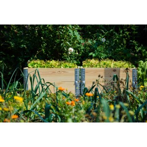 Dobar Faltbares Pflanzbeet aus Kiefernholz, 120x80x20cm, mit Salat bepflanzt.