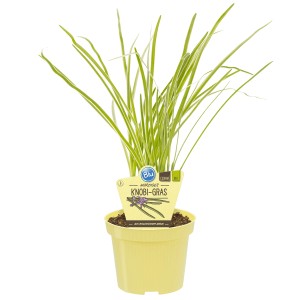 Blu Bio-Knobi-Gras im Topf (Ø 11cm). Küchenkräuter mit Knoblauch-Aroma.