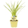 Blu Bio-Knobi-Gras im Topf (Ø 11cm). Küchenkräuter mit Knoblauch-Aroma.