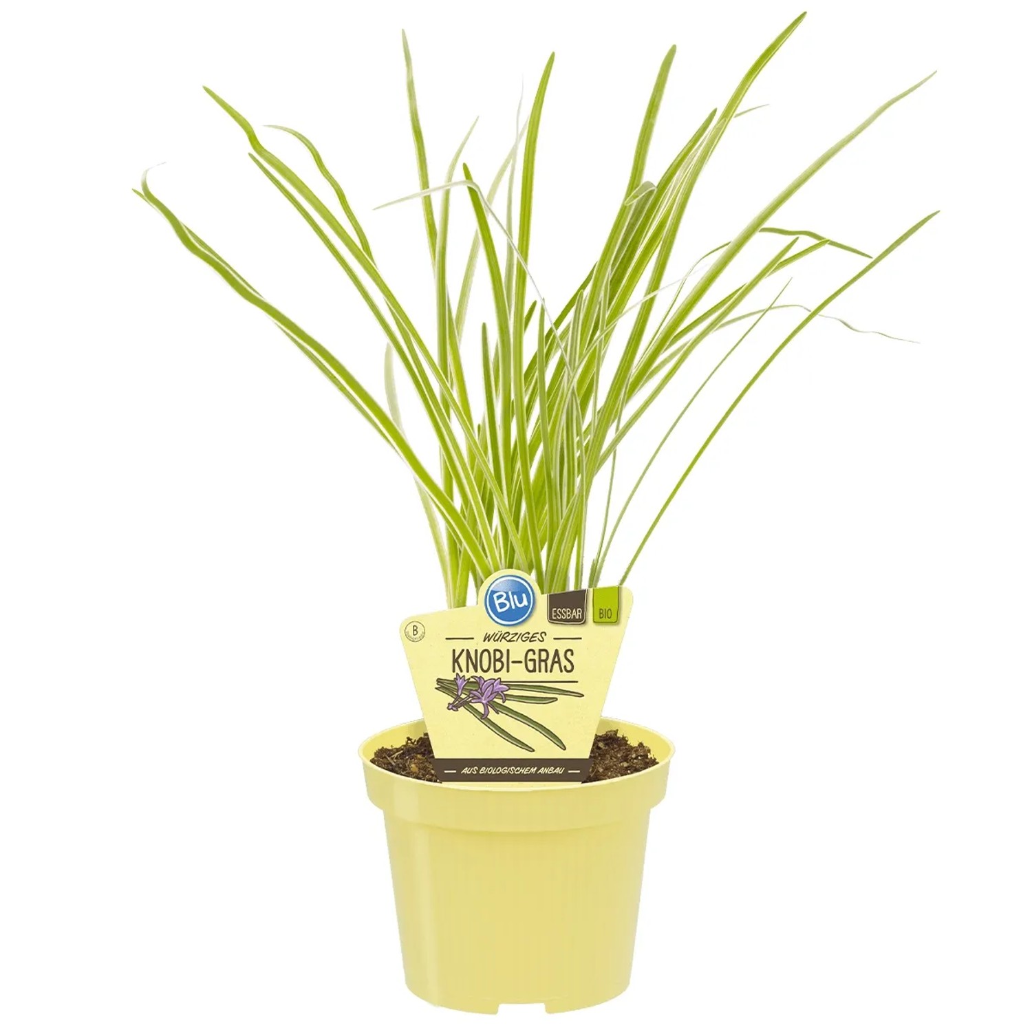 Blu Bio-Knobi-Gras im Topf (Ø 11cm). Küchenkräuter mit Knoblauch-Aroma.