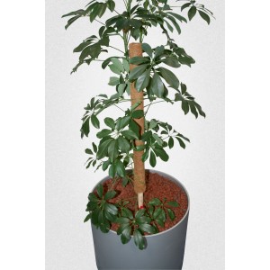 Kokosstab 80 cm als Rankhilfe für eine Grünpflanze im Topf.