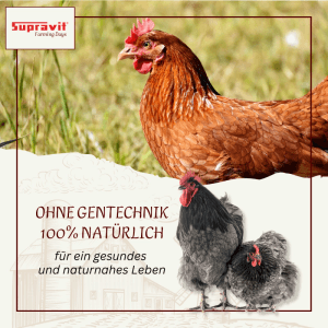 Braune Henne, grauer Hahn und Henne auf Gras. Supravit Legemehl für Hühner, Zubehör für Geflügel.