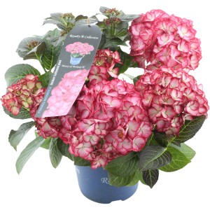 Gartenhortensie "Beauty of Boskoop" Rot Höhe ca. 20 - 30 cm Topf ca. 3,5 l