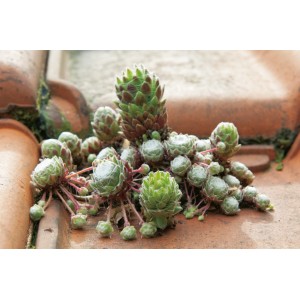 Spinnwebhauswurz (Sempervivum arachnoideum) im Topf, ca. 12 cm Durchmesser. Ideal für Steingärten.