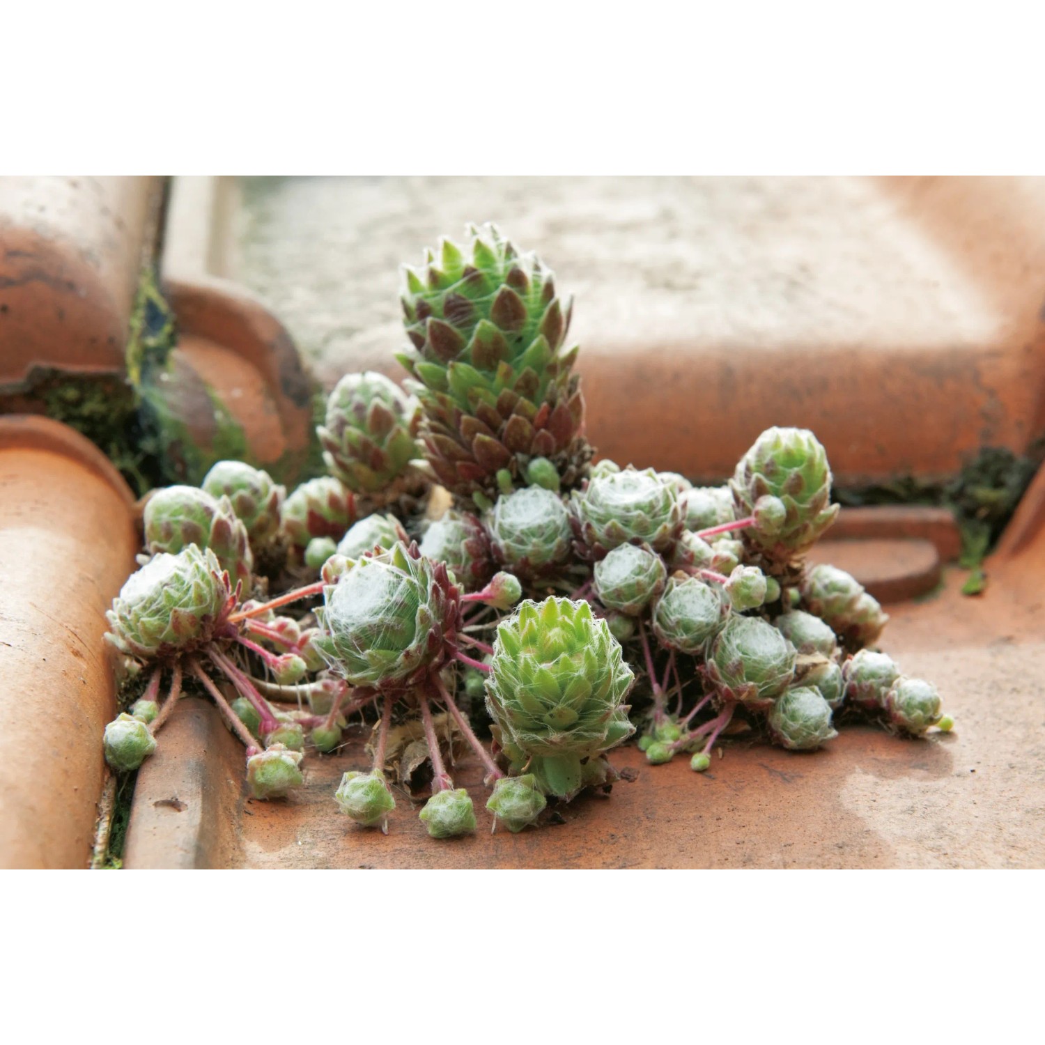 Spinnwebhauswurz (Sempervivum arachnoideum) im Topf, ca. 12 cm Durchmesser. Ideal für Steingärten.