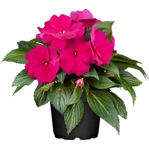 Pinkes Edellieschen (Impatiens) im Topf, eine blühende Stehpflanze für sonnige bis schattige Standorte.