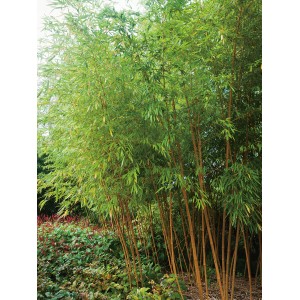Immergrüner OBI Gold-Bambus (Phyllostachys aurea) im Topf, ca. 30 cm Ø, als Sichtschutz.