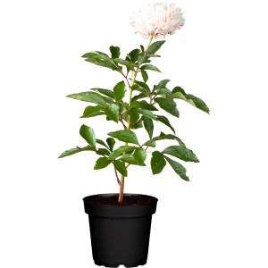 Milchweiße Pfingstrose im Topf, ca. 19 cm Ø. Zierpflanze mit großen Blüten und grünen Blättern.