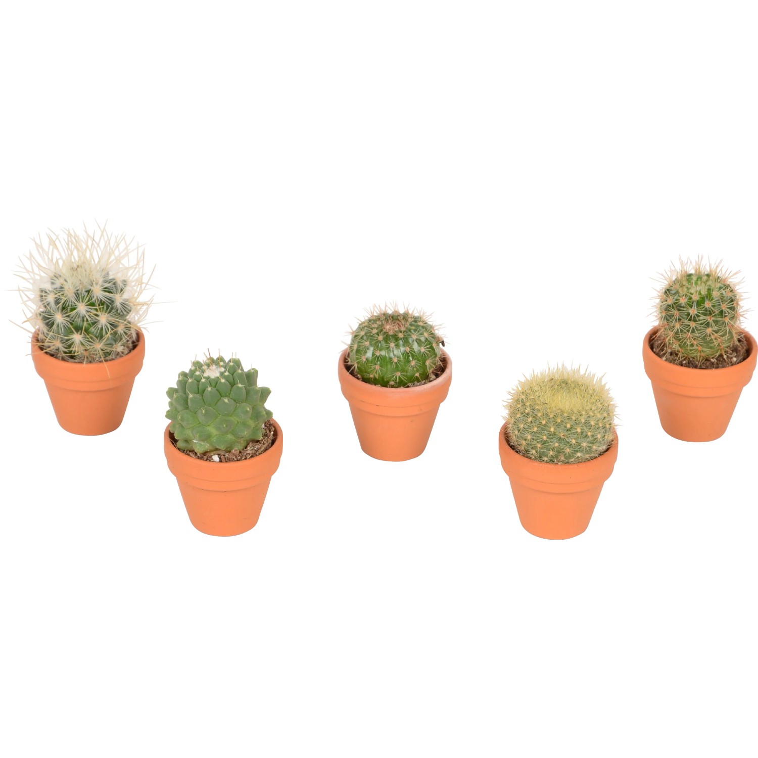 Kakteen Mix Topf- ca. 3,5 cm Kaktus kaufen bei OBI