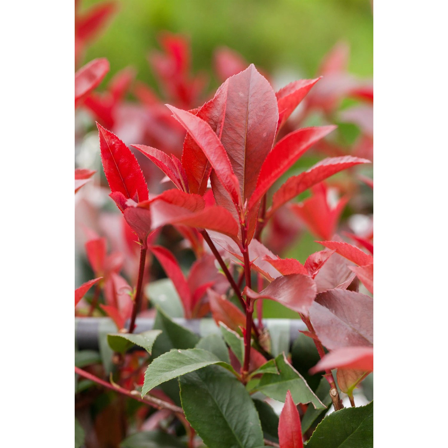 Glanzmispel "Little Red Robin" Hhe ca. 30 - 40 cm Topf ca. 3 l Photinia  kaufen bei OBI