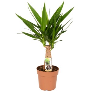 Palmlilie Inca-Tree (Yucca) im Topf, ca. 80-100 cm hoch, mit grünen Blättern.