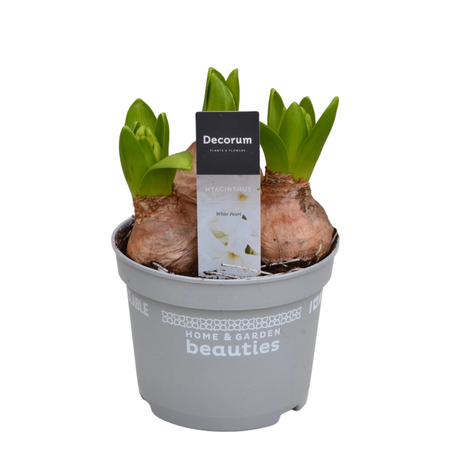 GartenHyazinthe White Pearl Weiß Höhe 20 cm TopfØ 12 cm Hyacinthus