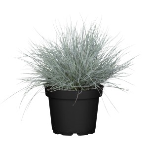 GROW by OBI Blauschwingel "Cool as Ice" Topf-Ø ca. 19 Dekogras Festuca glauca