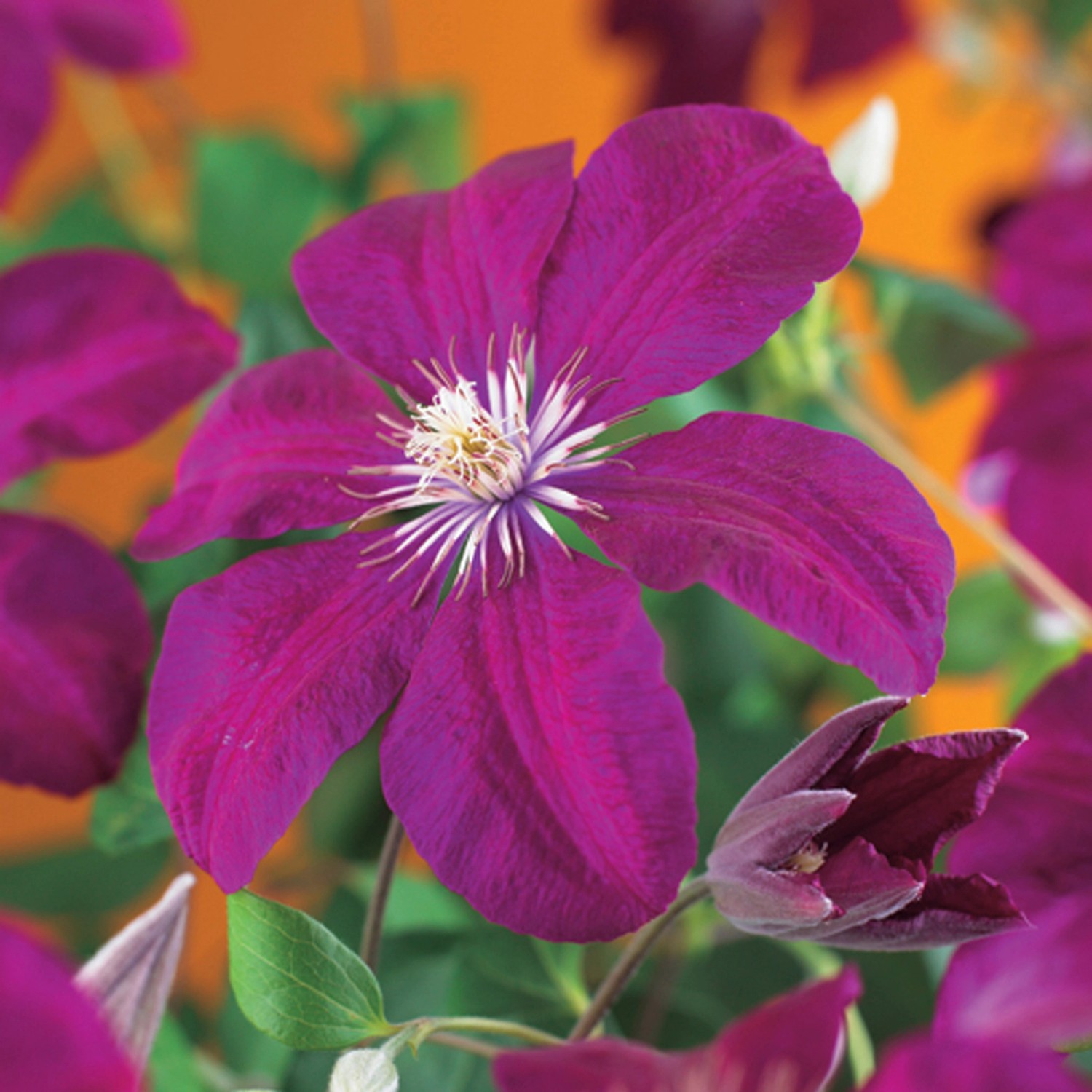 Клематис джипси куин. Клематис пиилу. Клематисы президент. Клематис многолетка. Клематис гибридный tie dye.