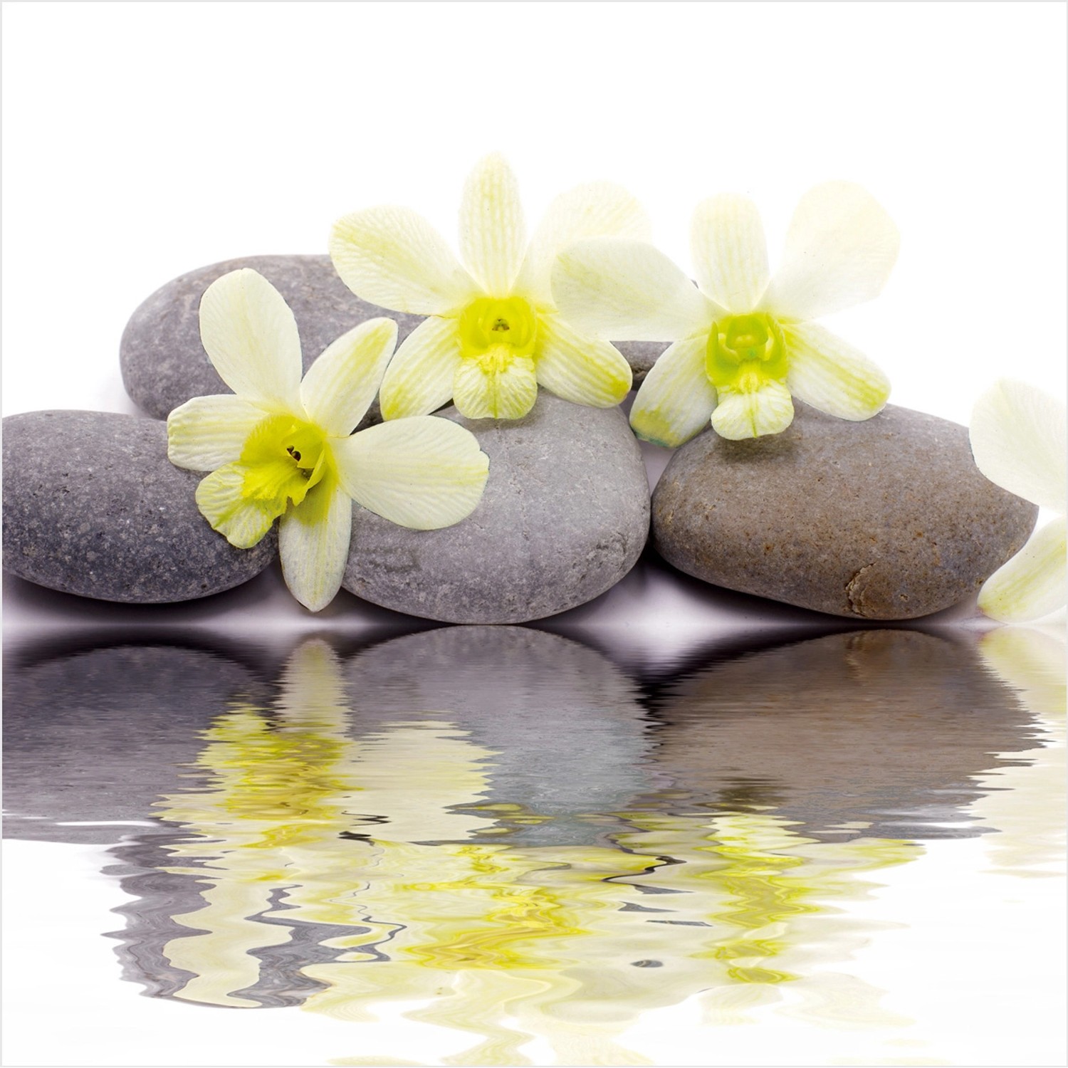 Массажный лотос. Лотос массаж. Морской цветок дзен. Камни дзен и цветы. Дзен (Zen).
