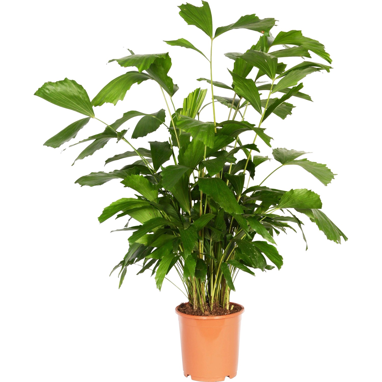 Кариота Максима (Caryota maxima Himalaya). Caryota MITIS 27 130. Кариота комнатное растение. Кариота в горшке на белом фоне.